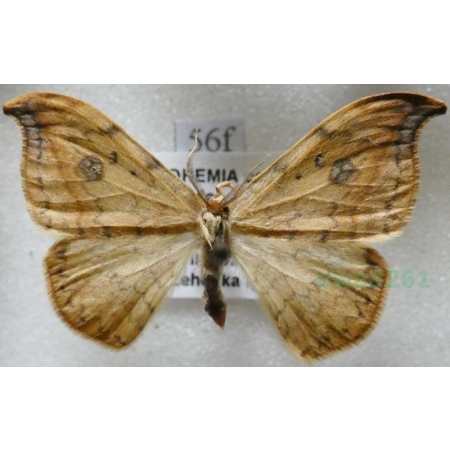 Drepana falcataria (Linnaeus, 1758) male Wycinka sierpianka Czech56f